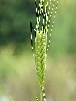 Einkorn, het oergraan