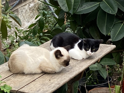2 van de 3 katten